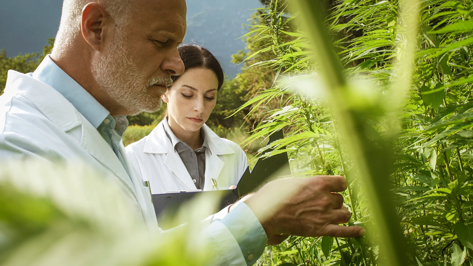Cannabidiol Eases Epileptic Seizures: Study