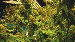 Cannabidiol Eases Epileptic Seizures: Study